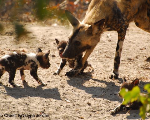 African Wild Dogs Could Get Extinct - Study